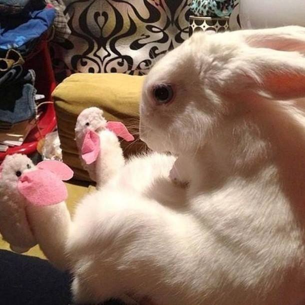 Maximum Cuteness Overload! Animals Wearing Slippers