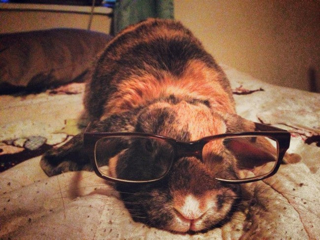LOL: This Bunny Has An Eye For Optics