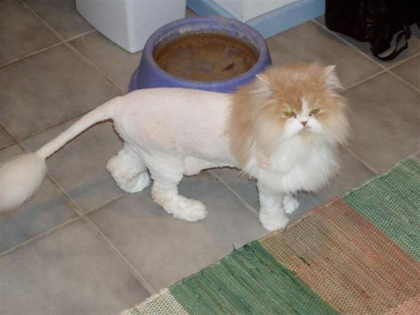 Summer Haircuts for your Pet