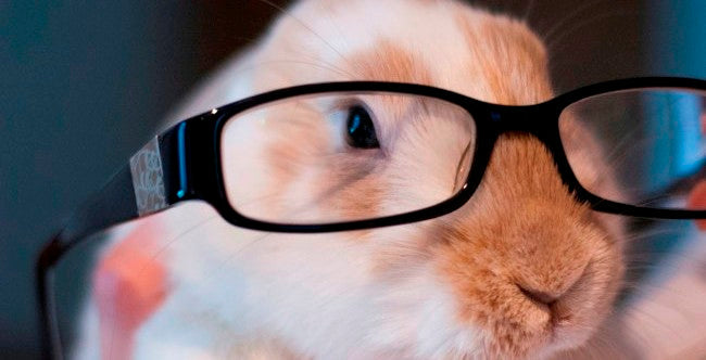 Cuteness Overload: Bunnies With Glasses Gallery (10 Photos)
