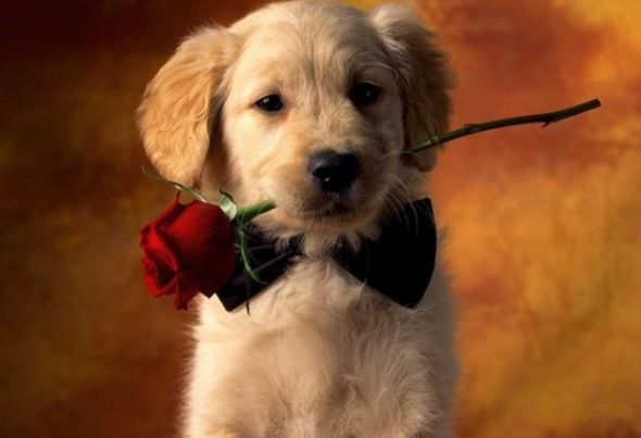 14 Animals Who Want to be Your Valentine