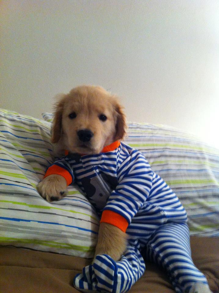 Bedtime At Cute O'Clock: Animals in Pajamas