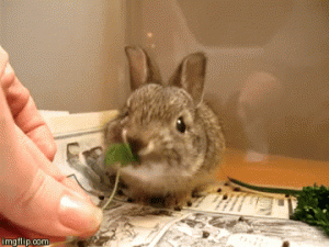 St. Patrick's Day Cuteness: Animals Eating Clovers!!!