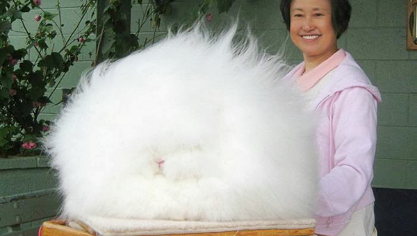 Super Fluffy Bunny: Meet the World's Fluffiest Rabbit
