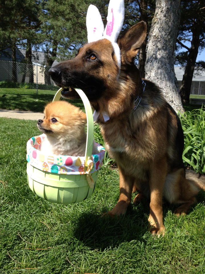 The Best of Bunnies, Chicks and Colored Eggs: H2P Easter Round-Up