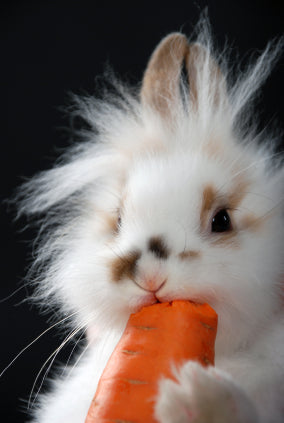 21 Adorable Bunnies Celebrating International Rabbit Day