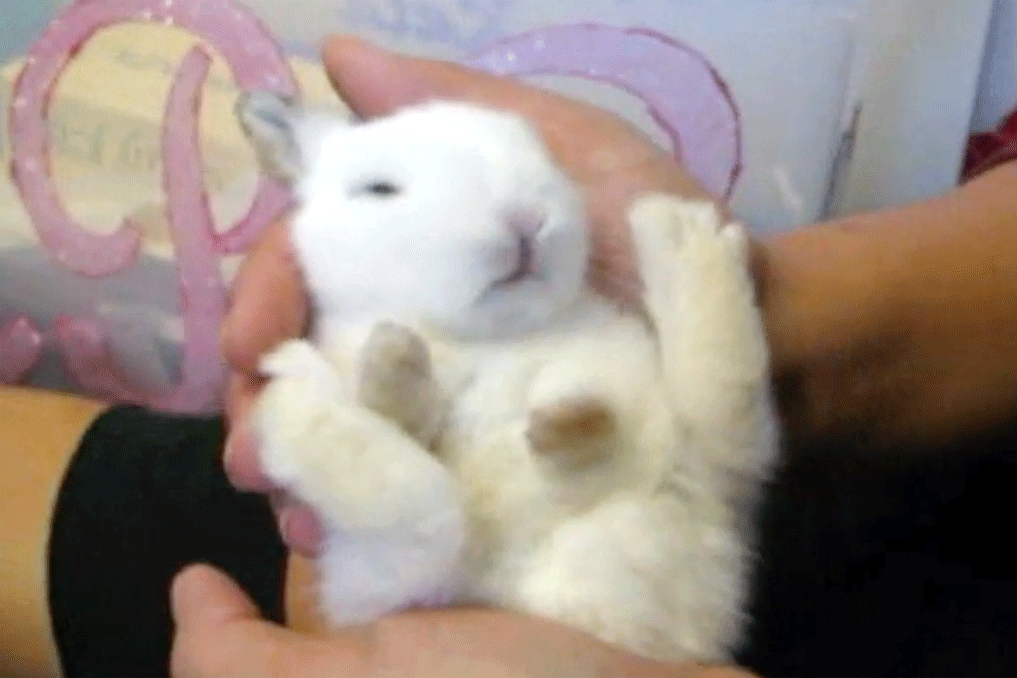Person holding small white rabbit in two hands