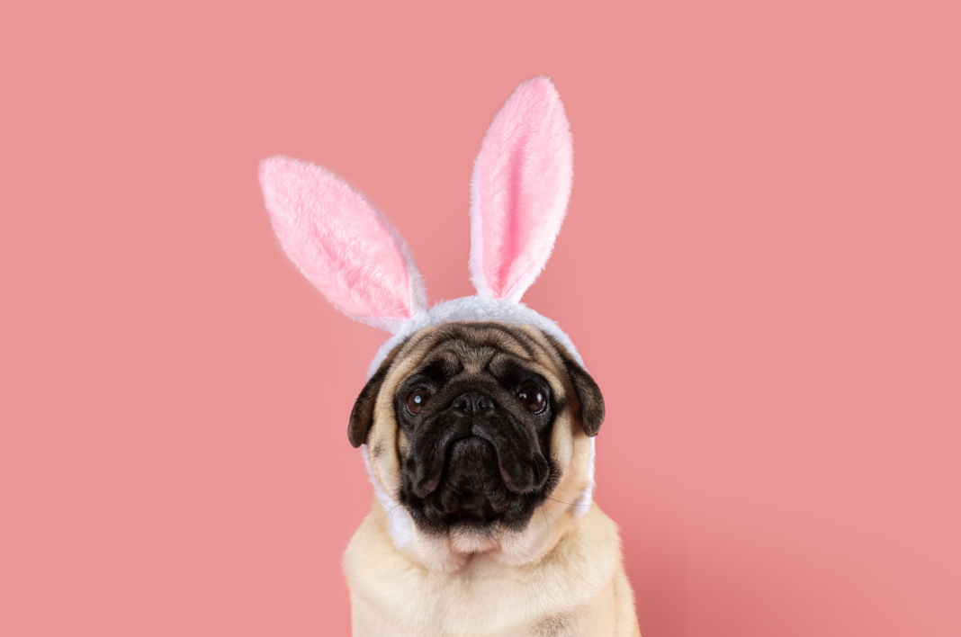 Pug wearing bunny ears on a pink background