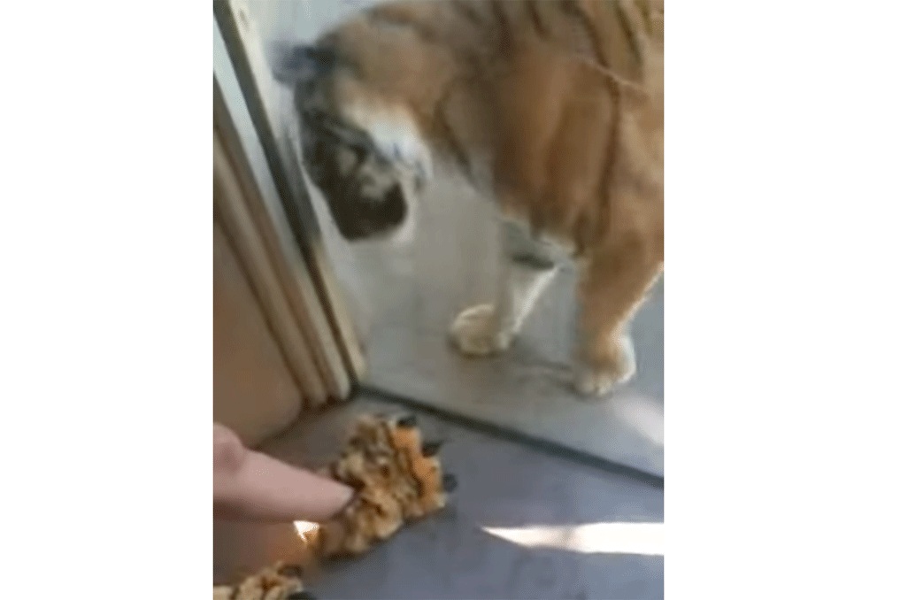 Tiger Meets Tiger Slippers